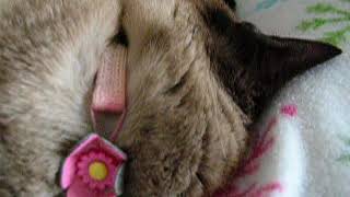 Snoring Cat Whimpers Like A Puppy While Dreaming by Kilala Marie Noel 694 views 5 years ago 38 seconds