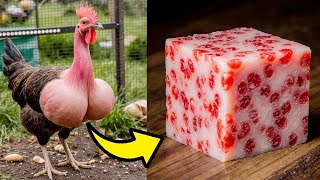 видео: 100 Самых Безумных Блюд в Мире картинка: 100 Самых Безумных Блюд в Мире