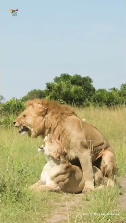 King Sex Video Lion 🦁 sex video xxx