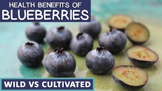 Health Benefits of Blueberries, Wild Vs Cultivated