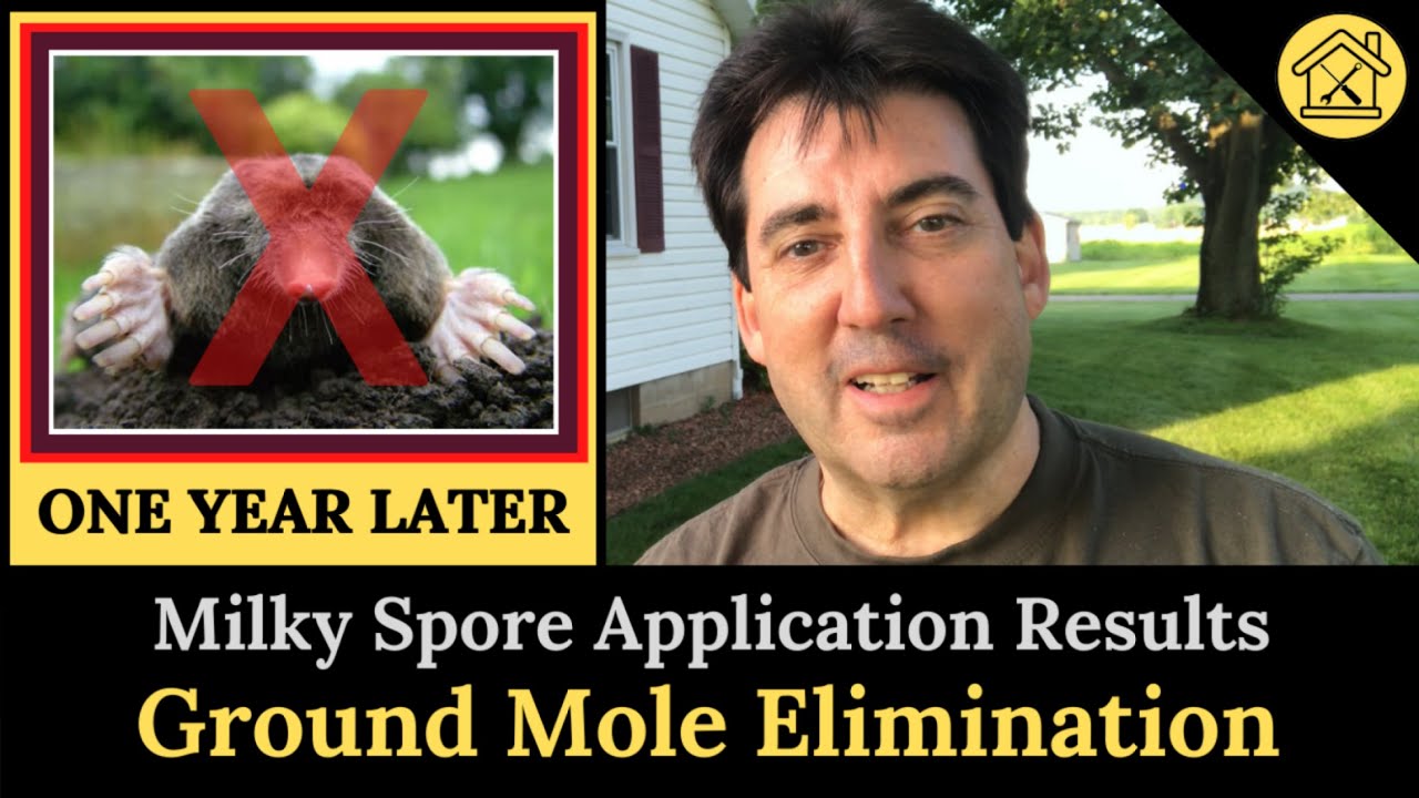 Milky Spore Powder For Grub Control (One Year Later)