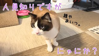 人見知りにゃんこ。来客にビビりすぎて挙動不審になっちゃいました。 by オリオン ーKYOTO CAT LIFEー 149 views 3 months ago 5 minutes, 49 seconds