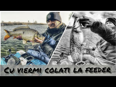 41. - Pescuit la feeder cu viermi colați