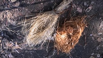 Survival skills: How to find and process tinder for fire-making