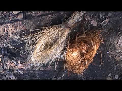 Survival skills: How to find and process tinder for fire-making