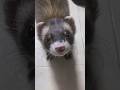 後をついてくる🐾🐾 #マーシャルフェレット #フェレット #ferret
