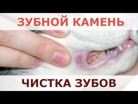 Чистка зубов, зубной камень кошкам и собакам.  Уфа.