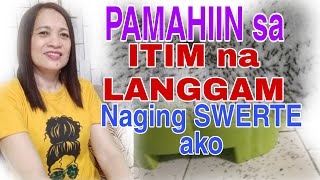 Langgam na itim nagbibigay  swerte  sa bahay / Pamahiin  sa itim n  langgam@Lovelylyn