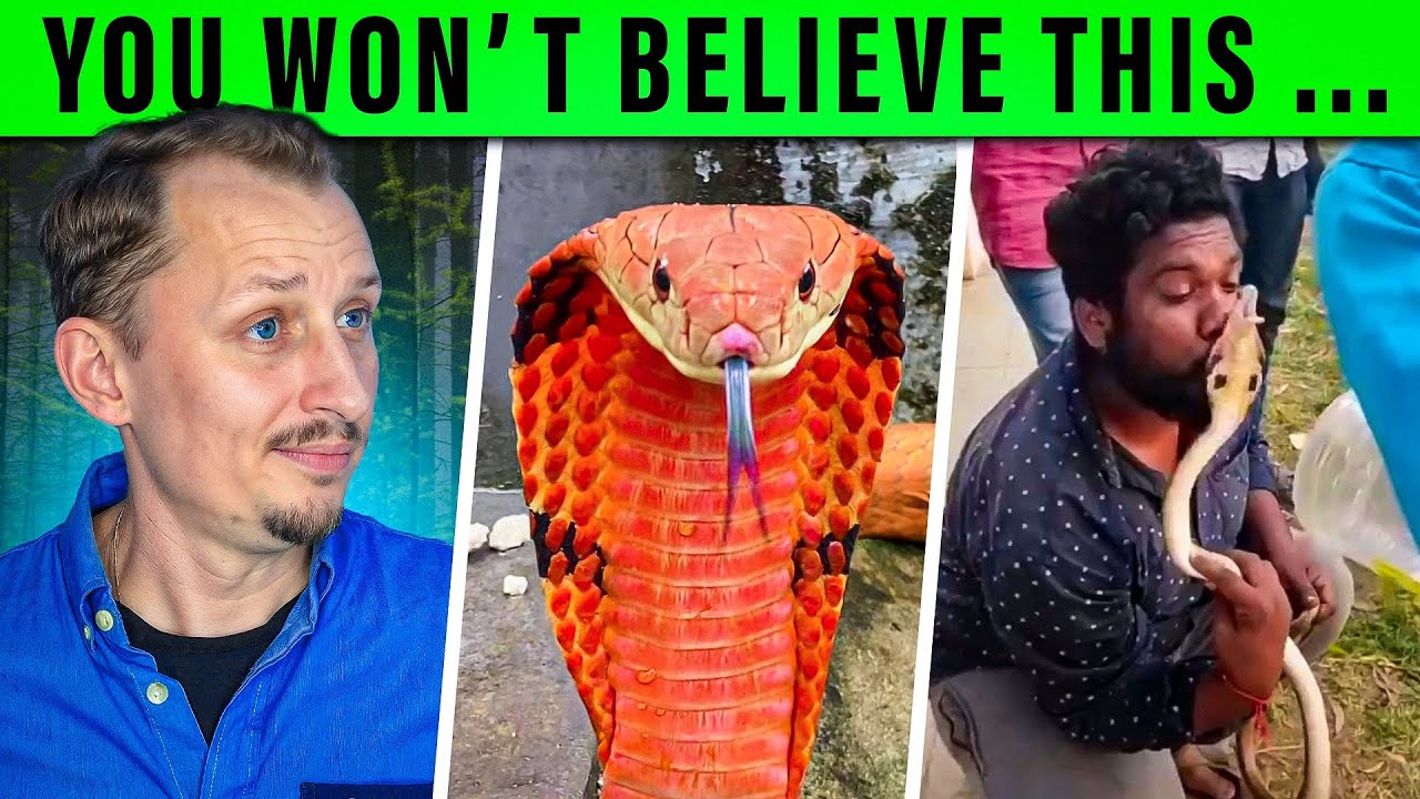 Zoologist Reacts to DEADLY Venomous Snake TikToks!