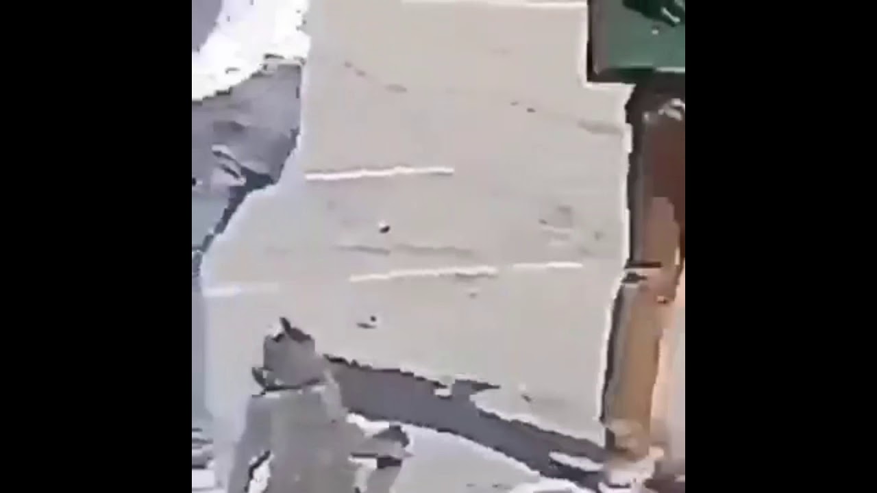 whip nae nae cat 3 YouTube