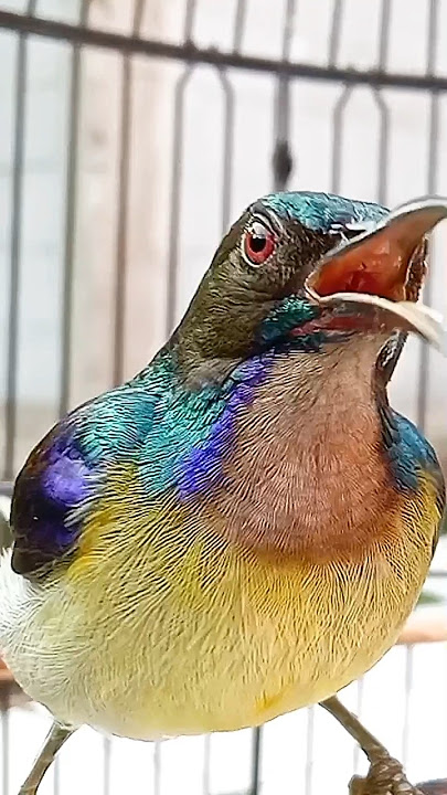 Kolibri kelapa #kolibrimanggar #wiceh #birds #suarakolibri #pancingankolibri