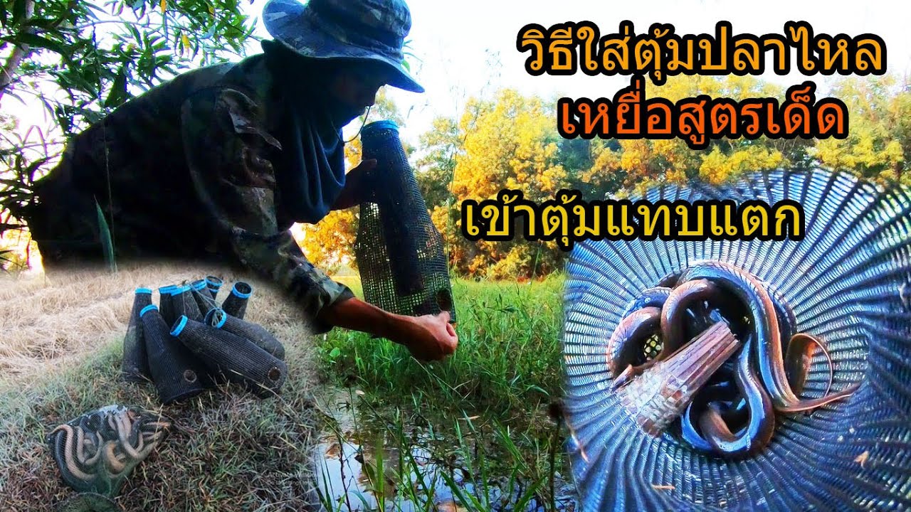 วิธีใส่ตุ้มปลาไหล  ยามปลาไหล พร้อมเหยื่อสุตรเด็ด สูตรนี้มีเท่าไรเข้าหมด เข้าทีตุ้มแทบแตก