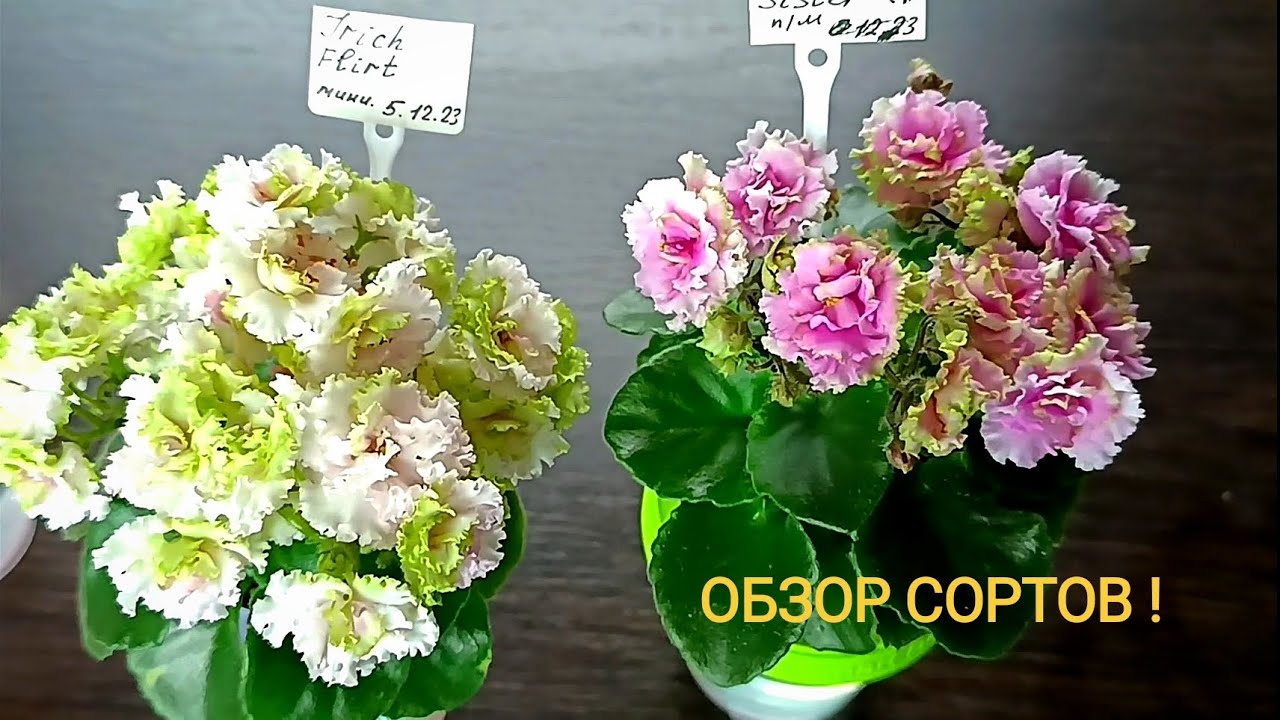 ОБЗОР СОРТОВ ДЛЯ ХОМЯКОВ !!!))