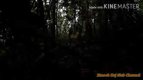 Mus dib qaib qus tuaj 3tug ua npoj qeeb zog tsi tha tua 11/7/2020