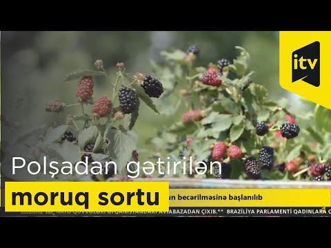 Tovuzda Polşadan gətirilən moruq sortunun becərilməsinə başlanılıb