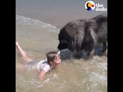 [問卦] 我的天！小女孩被獒犬拖行尖叫？