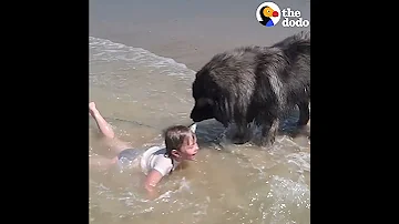 Dog 'Saves' His Little Girl From The Ocean | The Dodo