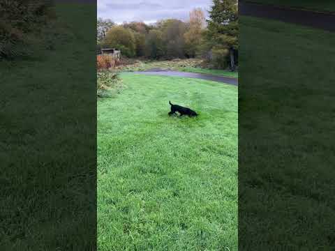 Train-spotting Sprocker.