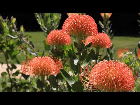 Βίντεο: Τι είναι ένα Leucadendron: Μάθετε για τα Leucadendron In The Garden