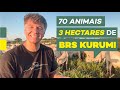 Projeto 70 animais em 3 hectares  BRS KURUMI