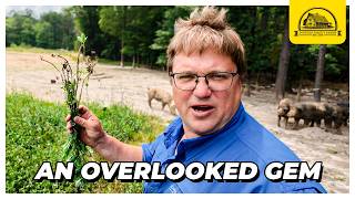 Why Am I Planting More of the "Underperforming" Clover on Our Farm?