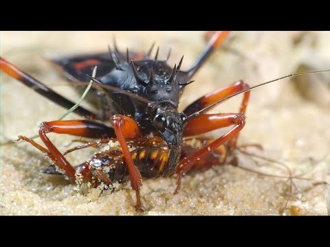 Video: Läs mer om Assassin Bugs