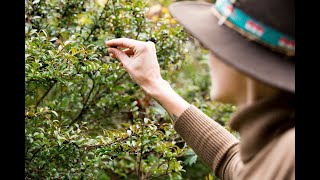 Wildness Within Apprenticeship