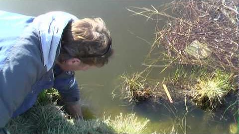 using colony cage traps for muskrat trapping 101.