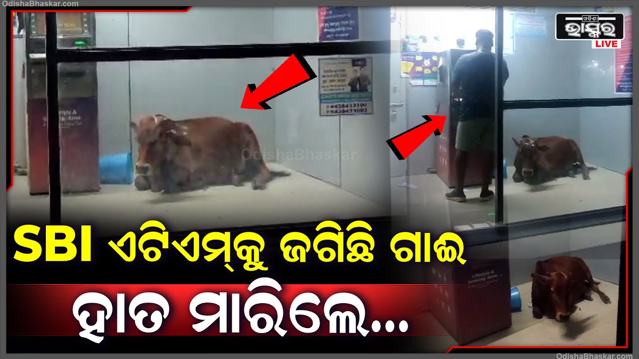 ଏ ଦୃଶ୍ୟକୁ ଦେଖି ଆପଣମାନେ ଚକିତ ହୋଇଯିବେ... ATM କୁ ଜଗିଛି ଗାଈ, ହାତ ମାରିଲା ମାତ୍ରେ...
