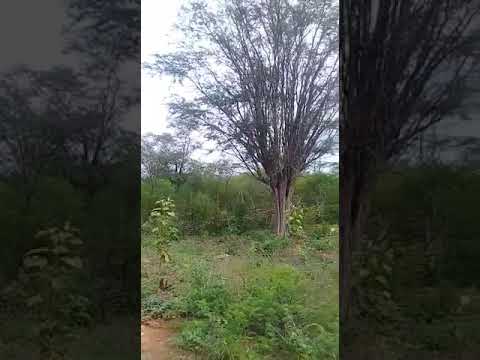 Fazenda em água Branca Paraíba.