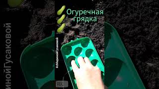 КАК готовить грядку для посева ОГУРЦОВ. ОГУРЦЫ РЕДИС ЛУК УКРОП на одной грядке | с МаринойГусаковой