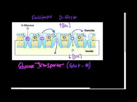 Glucose Transporter (GLUT): How Does it Work?