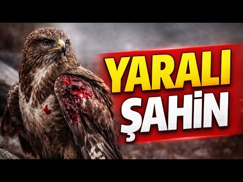 YARALI BİR ŞAHİN BULDUM 