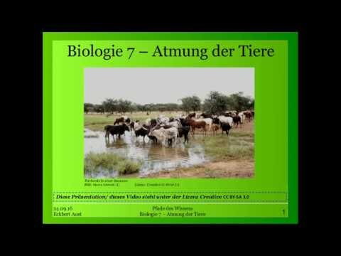 Biologie 7 - Atmung der Tiere