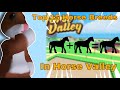 Top 15 horse breeds in horse valley  roblox 