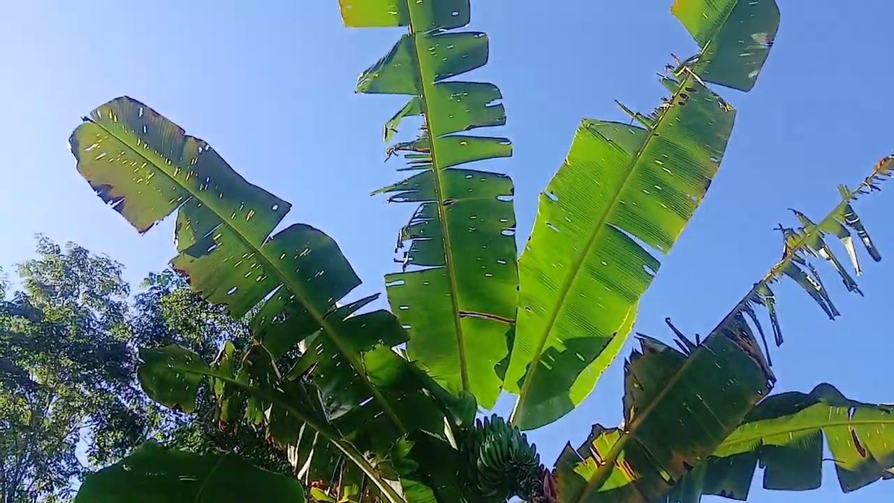 CHAPIANDO UNA PROPIEDAD   