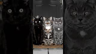 Crazy cats in ring camera               #ai #viral #fortnite