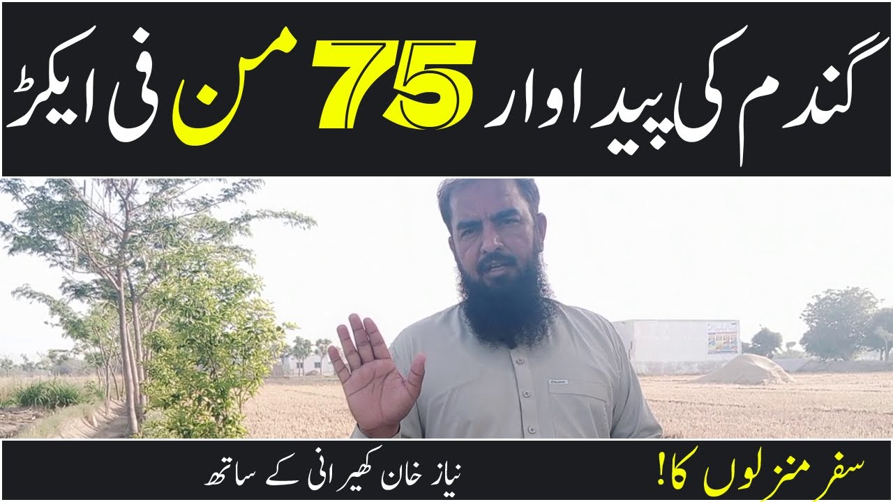 Wheat yield Record How to increase yield of wheat Gandam rate today Gandam rates - Niaz khan kherani