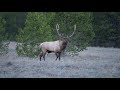 Elk Bugling in Grand Teton National Park