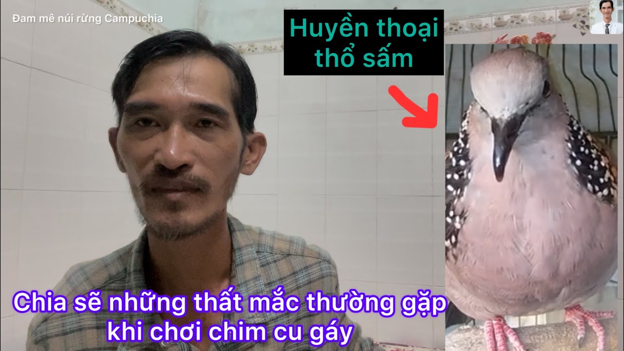 Đam mê núi rừng Campuchia- đôi lời chia sẽ những trường hợp thường gặp khi chơi chim cu gáy