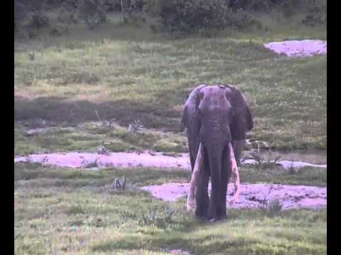 isilo elephant isilo elephant