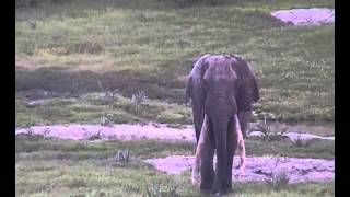 Nice, Long Visit With Big Tusker Elephant, Isilo at Tembe 12 December 2012