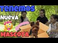 TENEMOS NUEVA MASCOTA -  MI PERRITA MOLLY - HERMANITAS CARDENAS