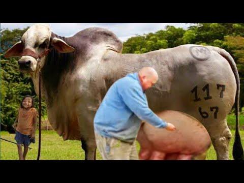 LAR MR RHETT (P) • Cattle Visions • Premier Multi-Breed Online Semen  Distributor
