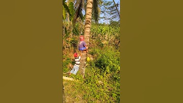 Minum air kelapa muda langsung dari pohon