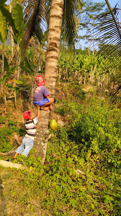 Minum air kelapa muda langsung dari pohon