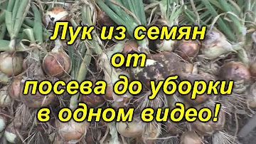 Лук репчатый из семян - в одном видео от посева до уборки! Посмотрите видео и вырастите лук сами!