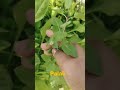 Ye weeds gardener's ka chain sukoon sab le jate h 😂😂 🌱🌱#shorts #youtubeshorts #viral #video #garden