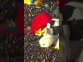 The International Balloon Fiesta | LX News