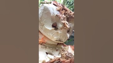 Bắt đuông dừa toàn con bự | Chính Anh OT